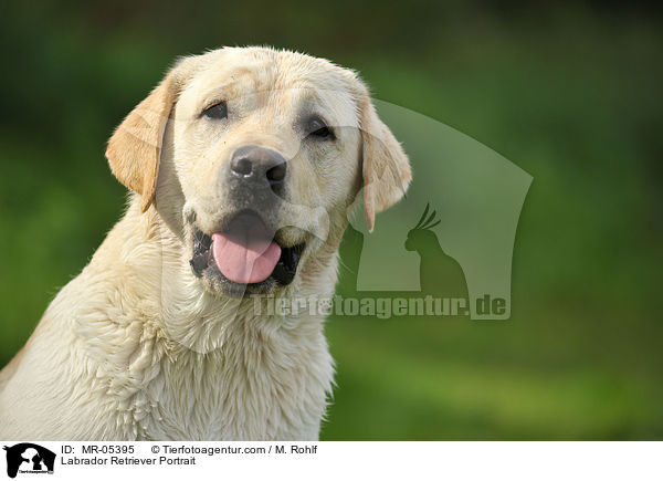 Labrador Retriever Portrait / Labrador Retriever Portrait / MR-05395
