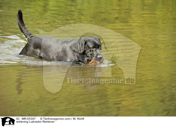 apportierender Labrador Retriever / retrieving Labrador Retriever / MR-05397