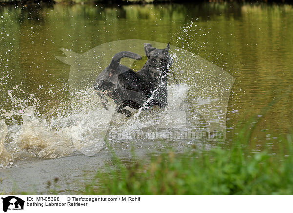 badender Labrador Retriever / bathing Labrador Retriever / MR-05398