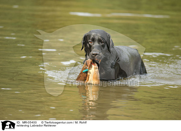 apportierender Labrador Retriever / retrieving Labrador Retriever / MR-05400