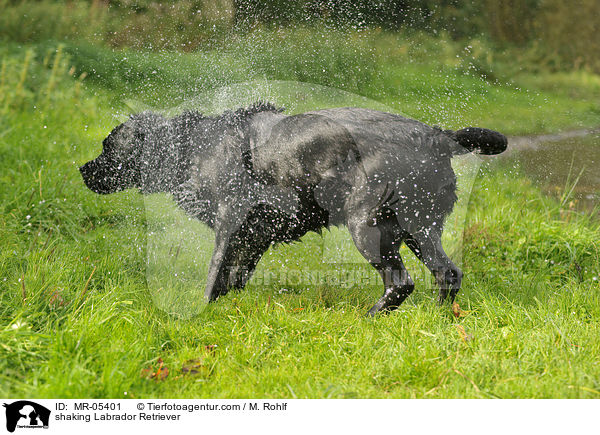 Labrador Retriever schttelt sich / shaking Labrador Retriever / MR-05401
