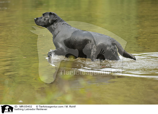 badender Labrador Retriever / bathing Labrador Retriever / MR-05402