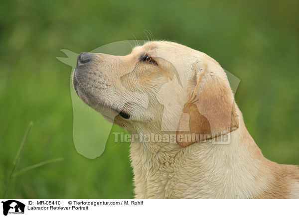 Labrador Retriever Portrait / Labrador Retriever Portrait / MR-05410