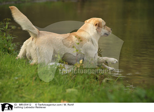 badender Labrador Retriever / bathing Labrador Retriever / MR-05412
