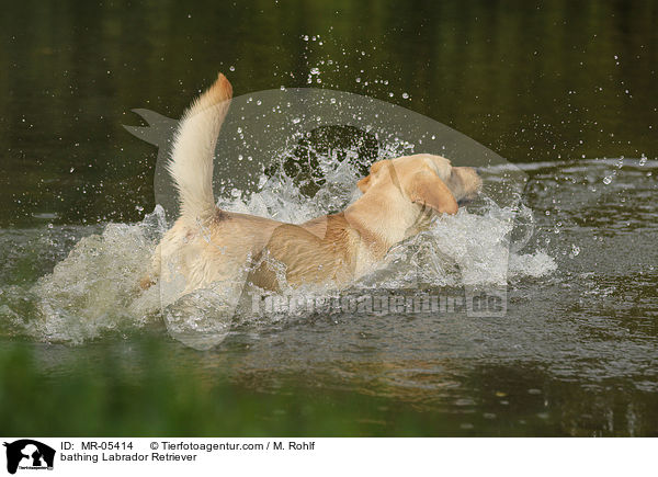 badender Labrador Retriever / bathing Labrador Retriever / MR-05414
