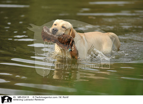 apportierender Labrador Retriever / retrieving Labrador Retriever / MR-05415