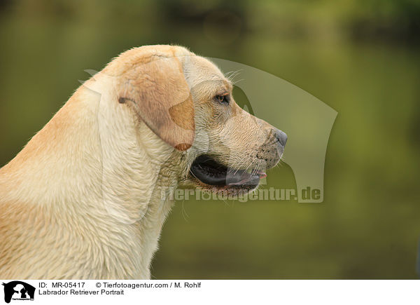 Labrador Retriever Portrait / Labrador Retriever Portrait / MR-05417