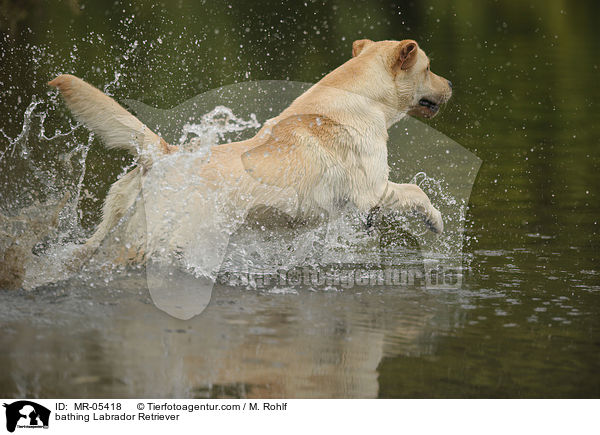 badender Labrador Retriever / bathing Labrador Retriever / MR-05418