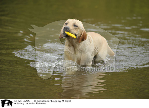 apportierender Labrador Retriever / retrieving Labrador Retriever / MR-05420