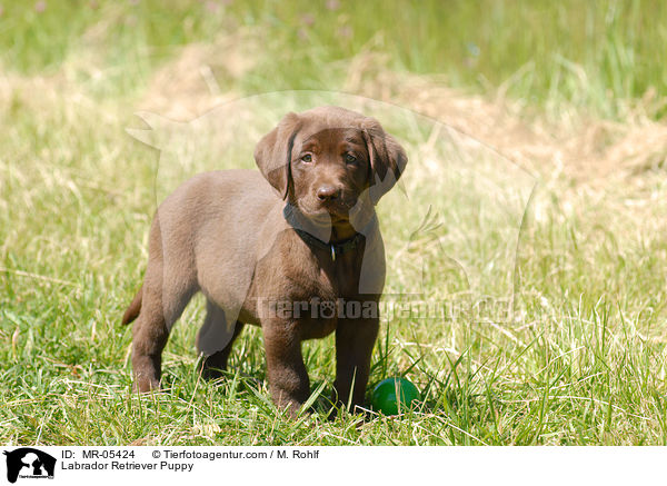 Labrador Retriever Welpe / Labrador Retriever Puppy / MR-05424