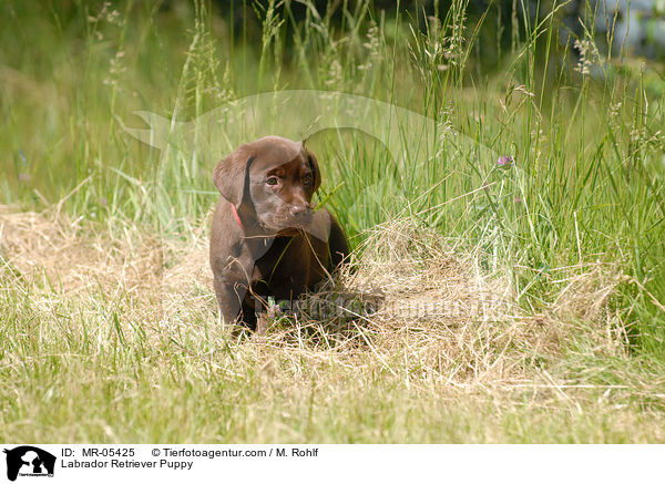 Labrador Retriever Welpe / Labrador Retriever Puppy / MR-05425