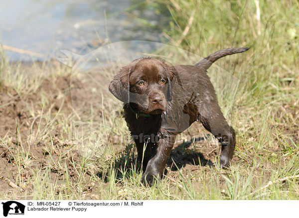 Labrador Retriever Welpe / Labrador Retriever Puppy / MR-05427
