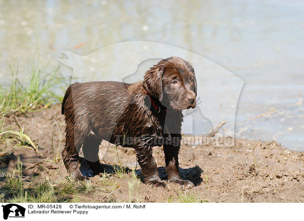 Labrador Retriever Welpe / Labrador Retriever Puppy / MR-05428