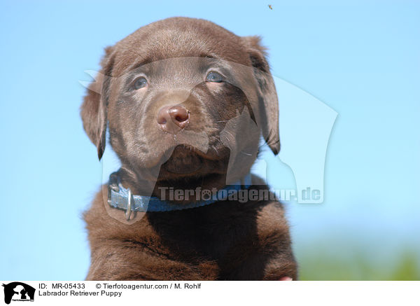Labrador Retriever Welpe / Labrador Retriever Puppy / MR-05433