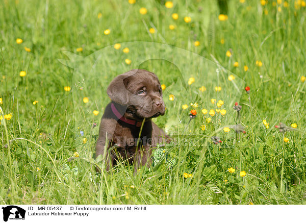Labrador Retriever Welpe / Labrador Retriever Puppy / MR-05437