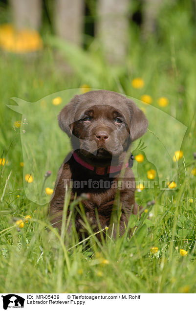 Labrador Retriever Welpe / Labrador Retriever Puppy / MR-05439