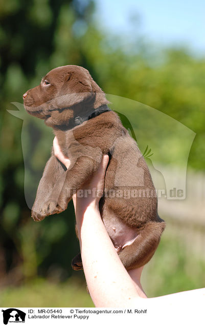 Labrador Retriever Welpe / Labrador Retriever Puppy / MR-05440