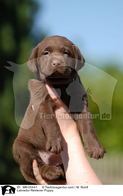 Labrador Retriever Welpe / Labrador Retriever Puppy / MR-05441