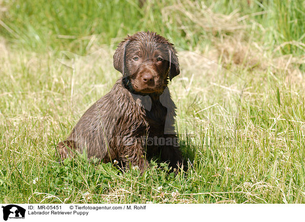 Labrador Retriever Welpe / Labrador Retriever Puppy / MR-05451