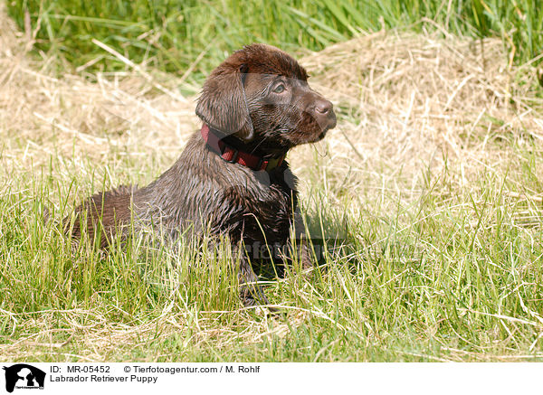 Labrador Retriever Welpe / Labrador Retriever Puppy / MR-05452