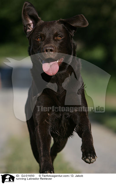 rennender Labrador Retriever / running Labrador Retriever / DJ-01650