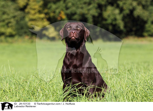 Labrador Retriever / Labrador Retriever / JH-10133