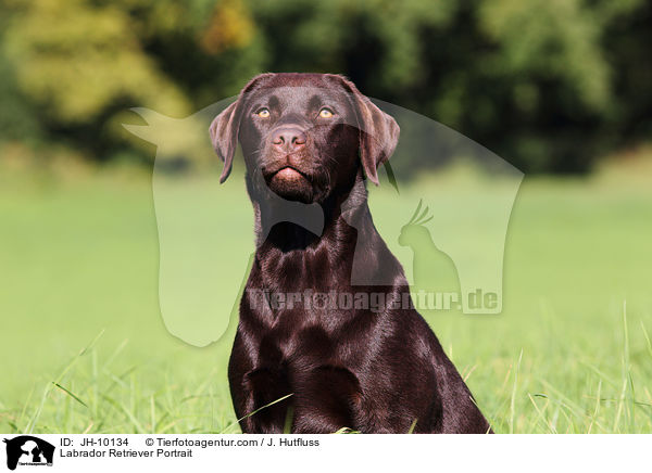 Labrador Retriever Portrait / Labrador Retriever Portrait / JH-10134
