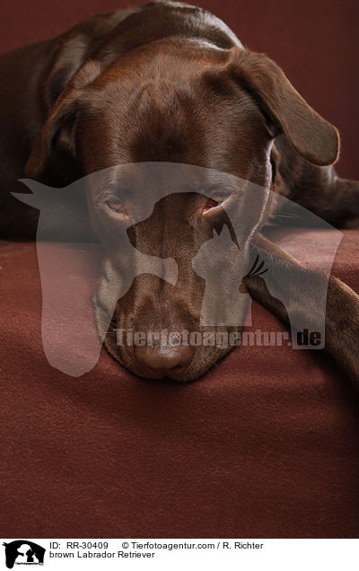 brauner Labrador Retriever / brown Labrador Retriever / RR-30409