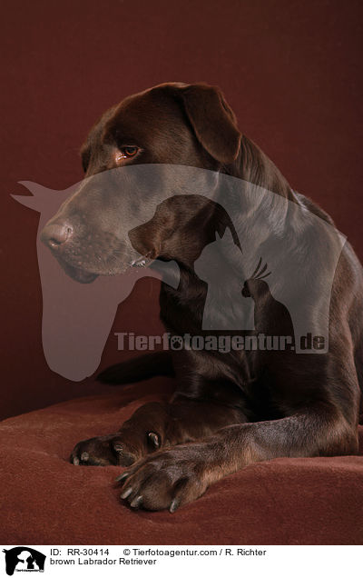 brauner Labrador Retriever / brown Labrador Retriever / RR-30414