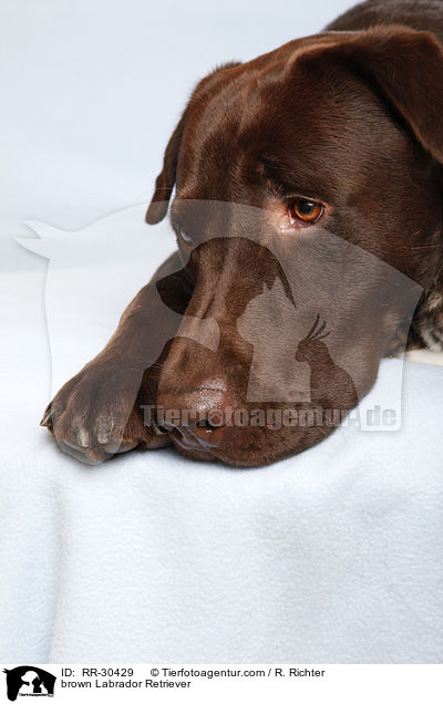 brauner Labrador Retriever / brown Labrador Retriever / RR-30429