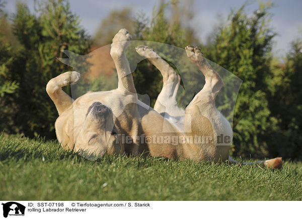 Labrador Retriever w�lzt sich / rolling Labrador Retriever / SST-07198