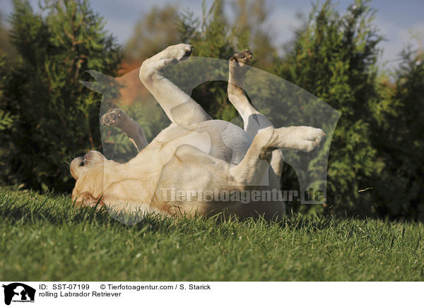Labrador Retriever w�lzt sich / rolling Labrador Retriever / SST-07199