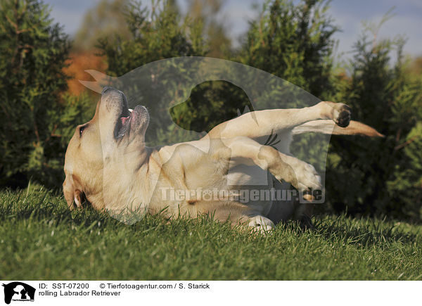 Labrador Retriever w�lzt sich / rolling Labrador Retriever / SST-07200