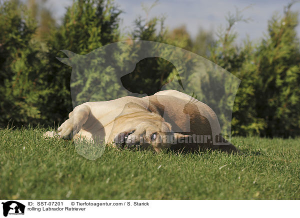 Labrador Retriever w�lzt sich / rolling Labrador Retriever / SST-07201