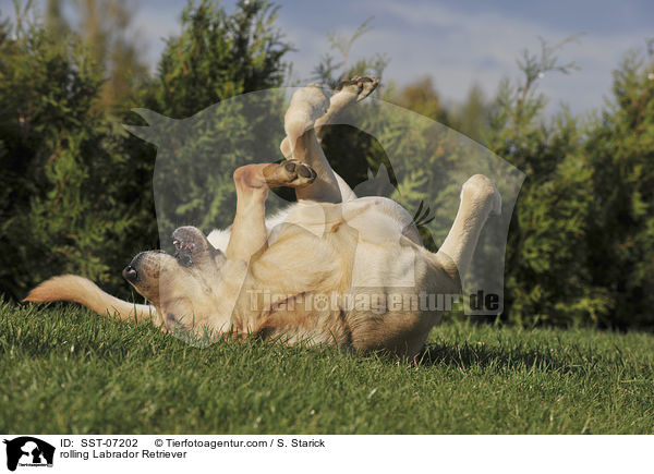 Labrador Retriever w�lzt sich / rolling Labrador Retriever / SST-07202