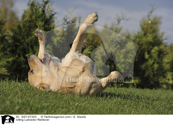 Labrador Retriever w�lzt sich / rolling Labrador Retriever / SST-07203