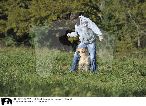 Labrador Retriever beim Dogdance / Labrador Retriever at dogdance / SST-07212