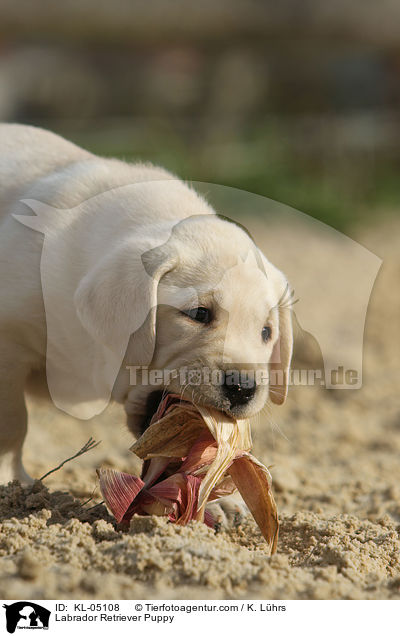 Labrador Retriever Welpe / Labrador Retriever Puppy / KL-05108