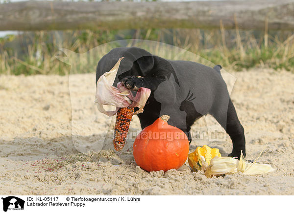Labrador Retriever Welpe / Labrador Retriever Puppy / KL-05117