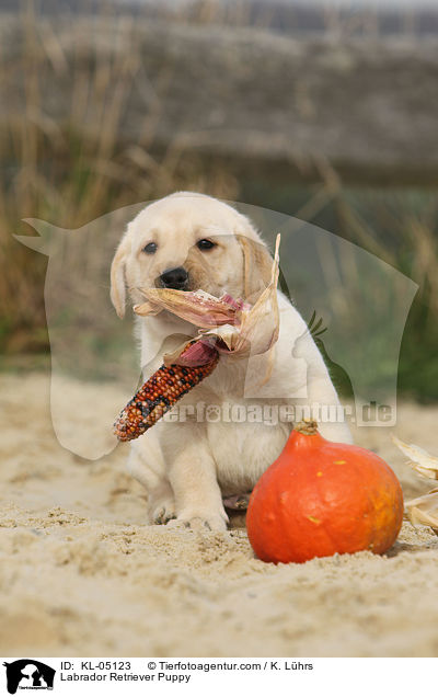 Labrador Retriever Welpe / Labrador Retriever Puppy / KL-05123