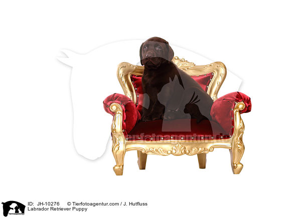 Labrador Retriever Welpe / Labrador Retriever Puppy / JH-10276