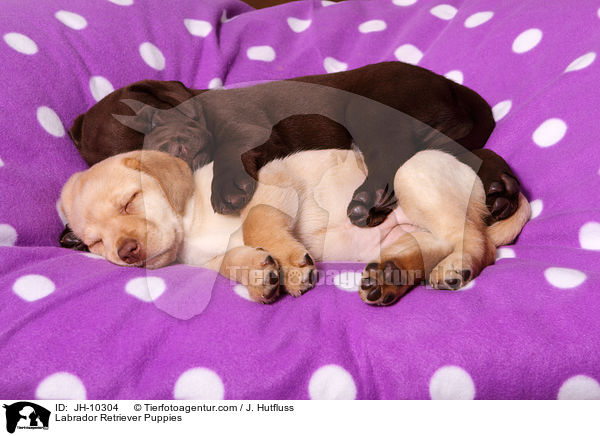 Labrador Retriever Welpen / Labrador Retriever Puppies / JH-10304