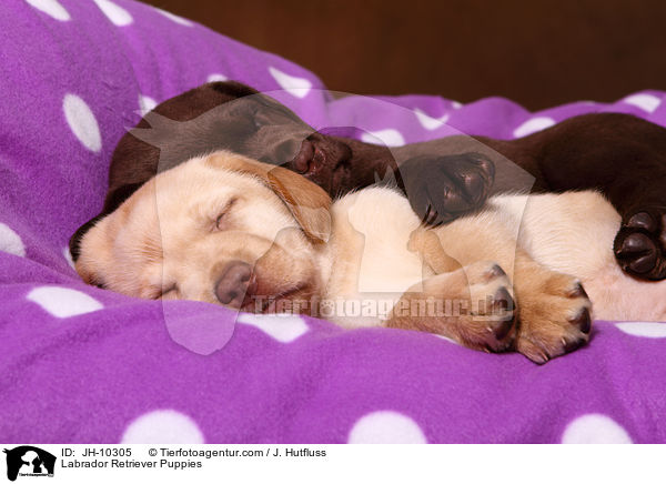 Labrador Retriever Welpen / Labrador Retriever Puppies / JH-10305