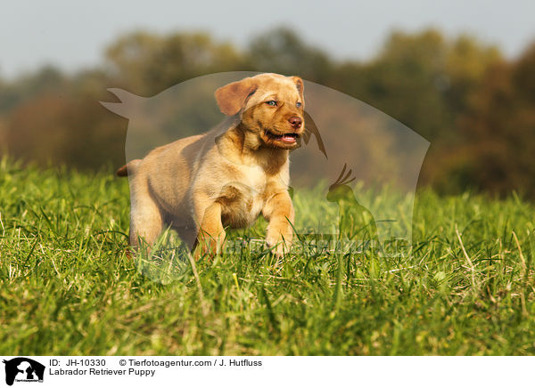 Labrador Retriever Welpe / Labrador Retriever Puppy / JH-10330