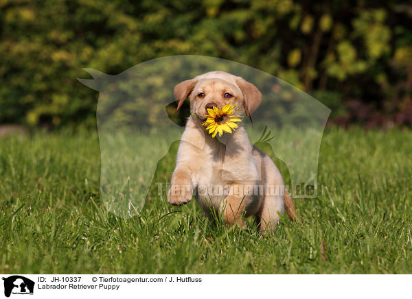 Labrador Retriever Puppy / JH-10337