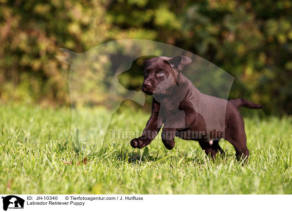 Labrador Retriever Welpe / Labrador Retriever Puppy / JH-10340