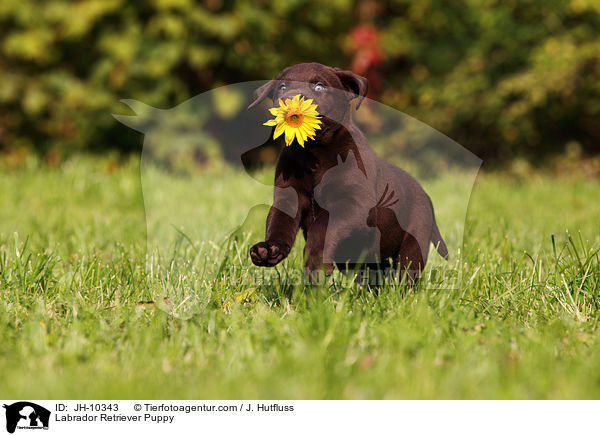Labrador Retriever Welpe / Labrador Retriever Puppy / JH-10343