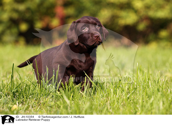 Labrador Retriever Welpe / Labrador Retriever Puppy / JH-10354