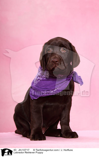 Labrador Retriever Welpe / Labrador Retriever Puppy / JH-10717