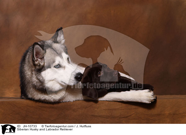 Sibirien Husky und Labrador Retriever / Siberian Husky and Labrador Retriever / JH-10733